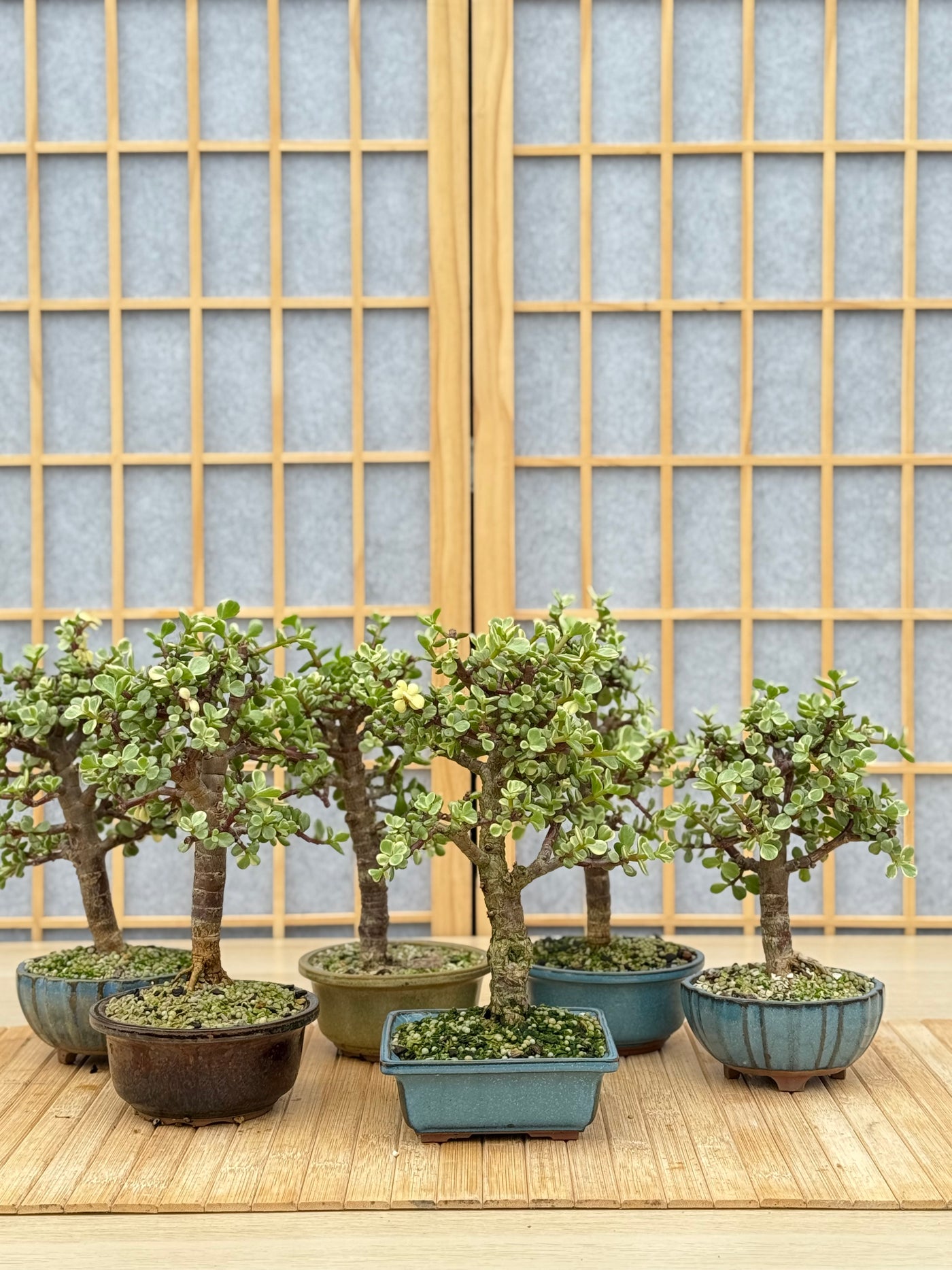 Variegated Dwarf Jade - Potted in Willow Pot