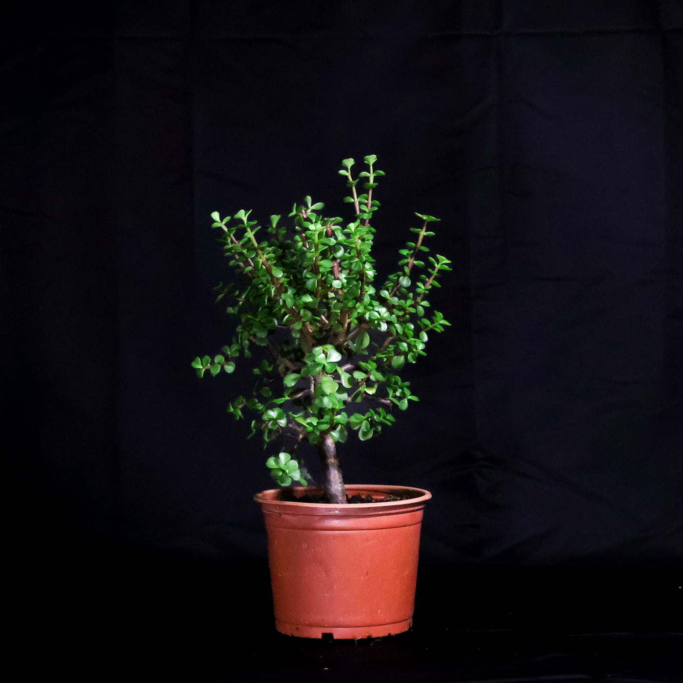 DIY Bonsai Bar Kit - Dwarf Jade