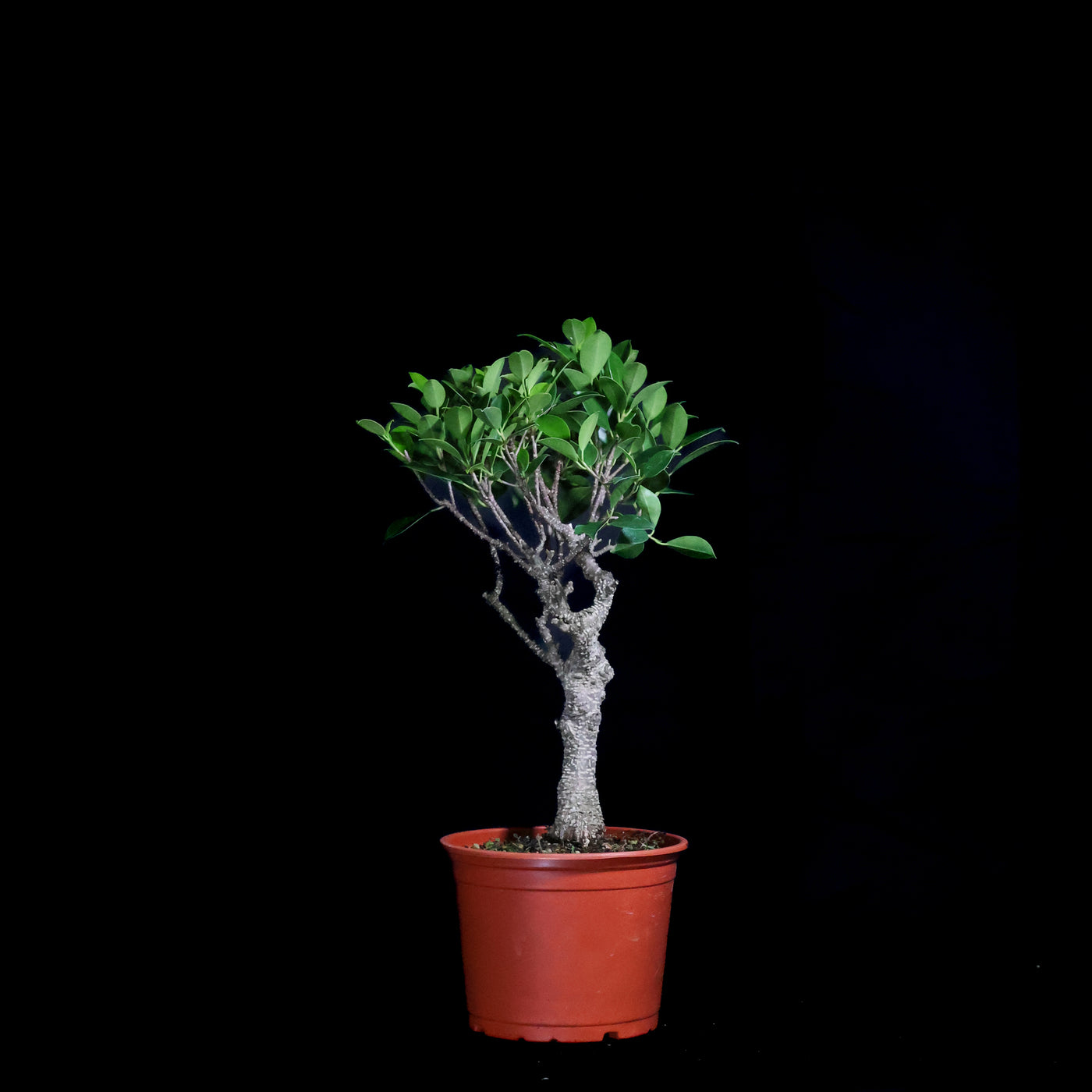 DIY Bonsai Kit - Tiger Bark Ficus