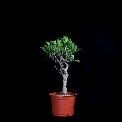 DIY Bonsai Kit - Tiger Bark Ficus