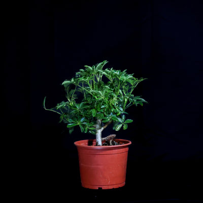 DIY Bonsai Bar Kit - Dwarf Umbrella