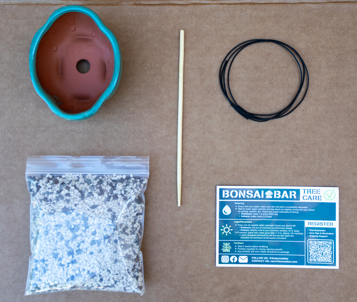 Limited Edition DIY Kit - Ficus Philippensis