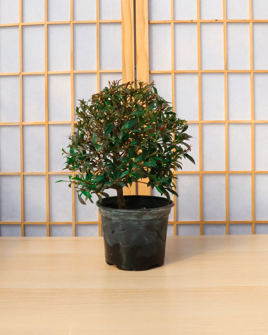 eugenia bonsai tree Homebrew Bonsai Kit: Eugenia – Bonsai Bar