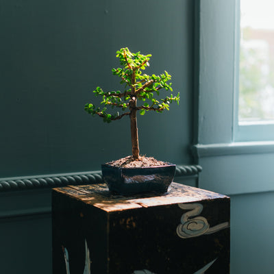 Echoes Brewing Company