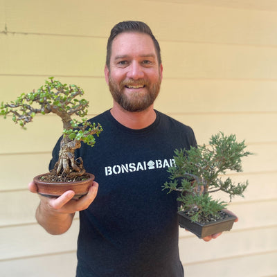 Dash Collins - Bonsai Bar