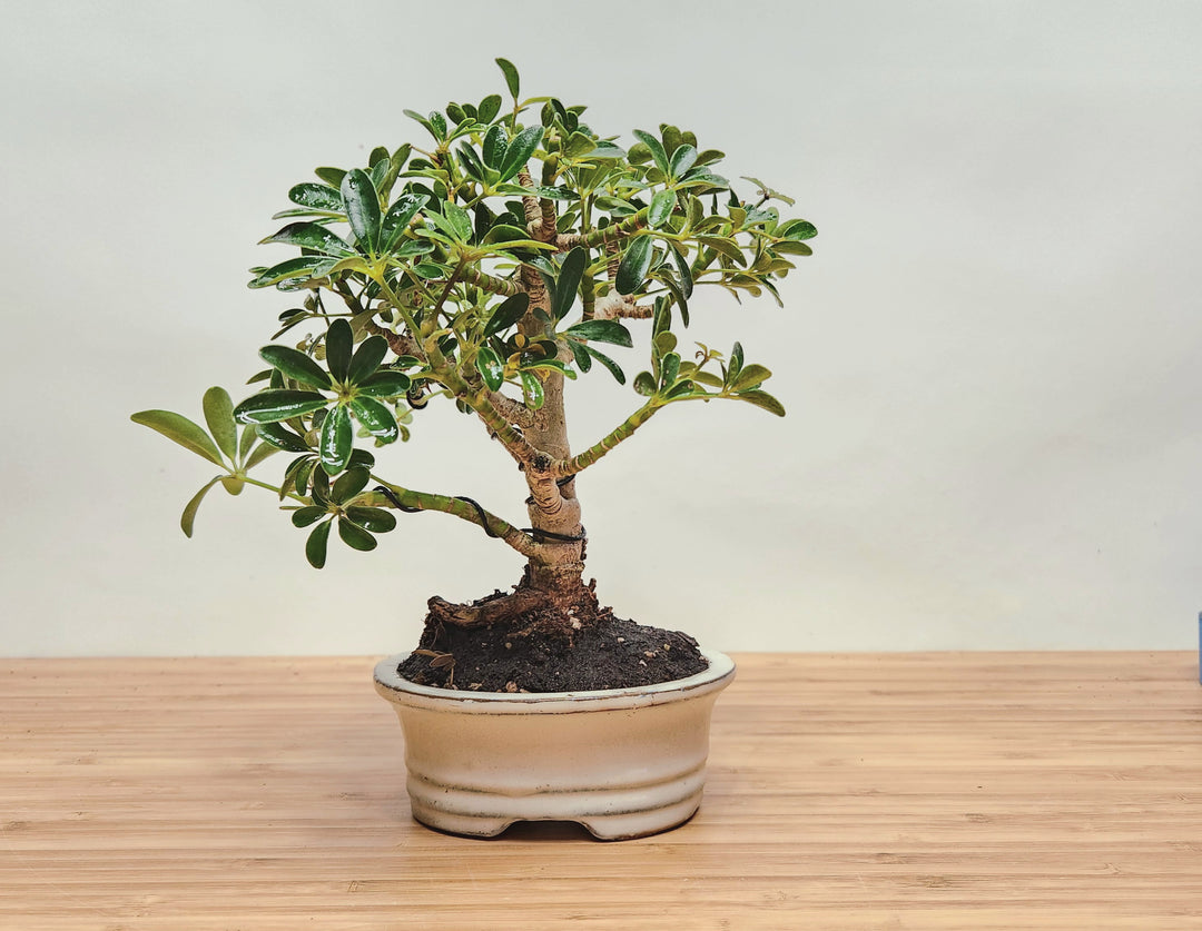 schefflera arboricola bonsai for sale Replacement Dwarf Umbrella – Bonsai Bar