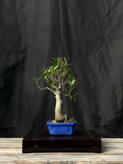 Tiger Bark Ficus - 05