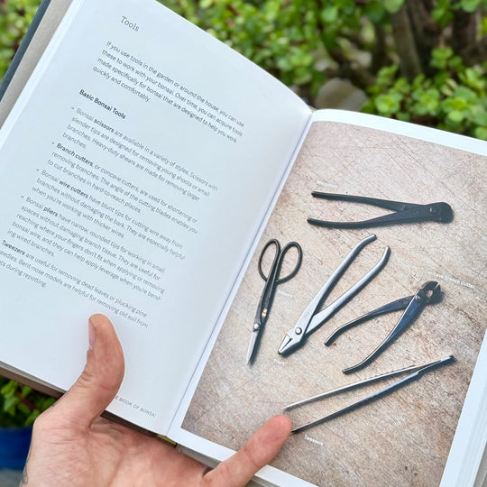 The Little Book of Bonsai An Easy Guide to Caring for Your Bonsai Tree