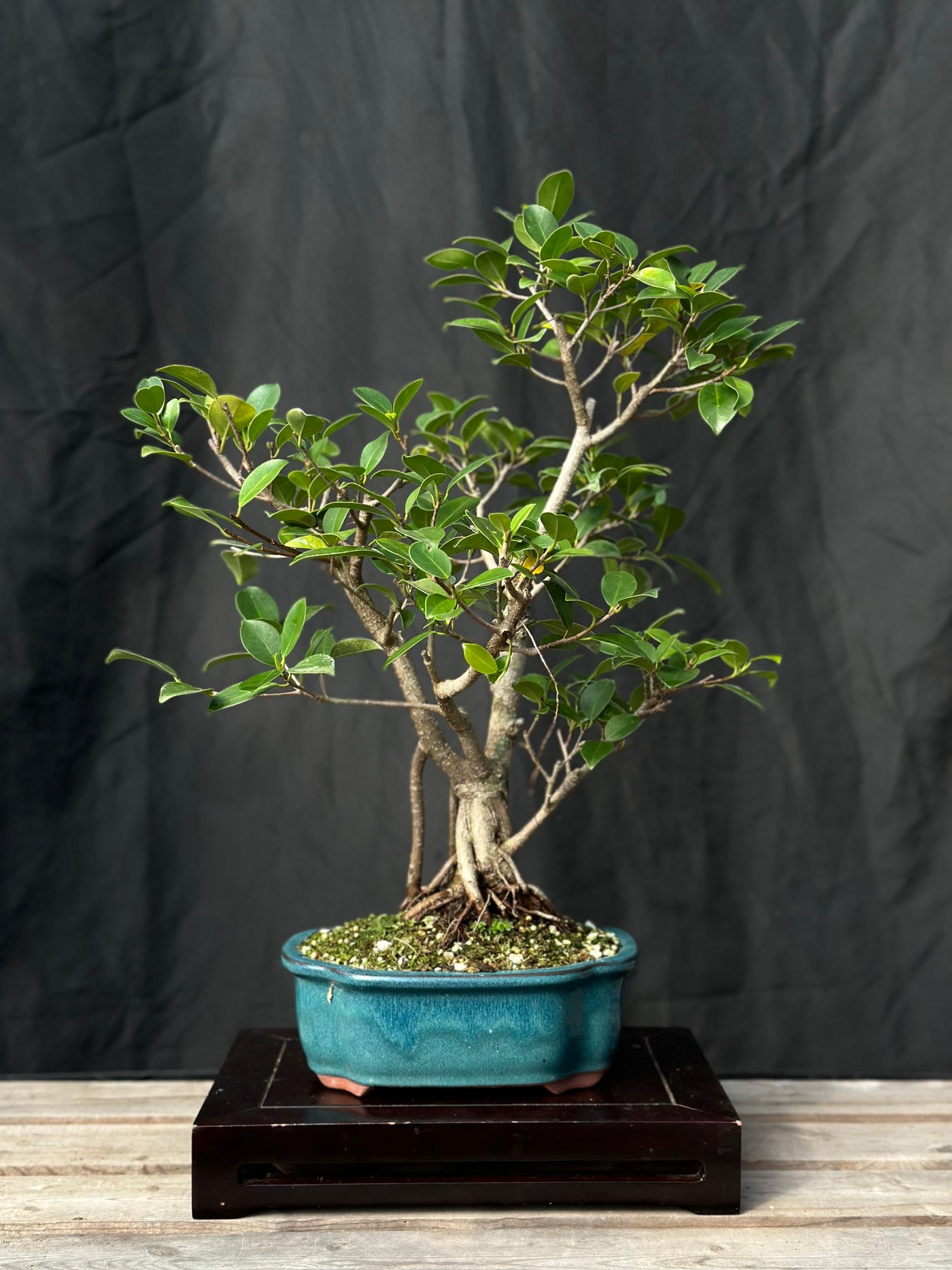 Tiger Bark Ficus - 01