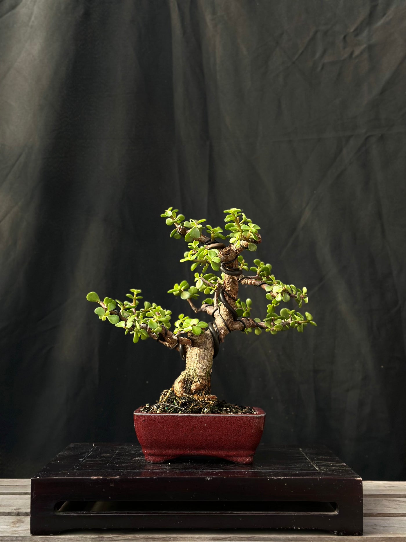 Dwarf Jade - 26