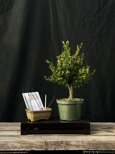 LIMITED EDITION DIY Bonsai Kit - Chinese Boxwood