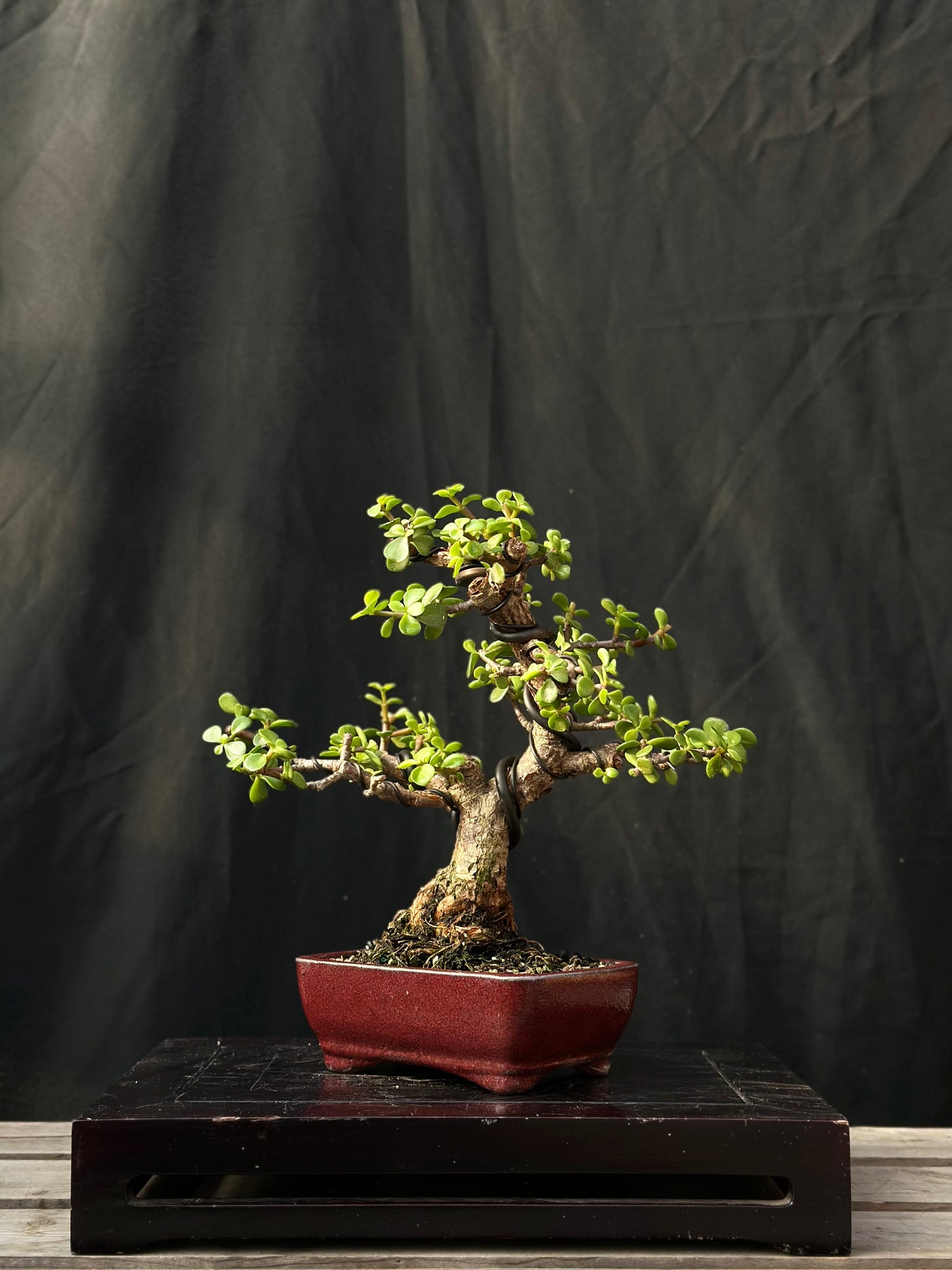 Dwarf Jade - 26