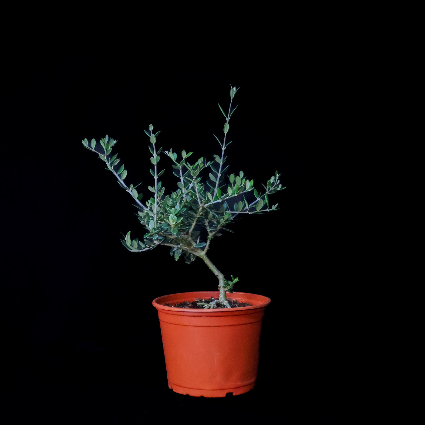 Homebrew Bonsai Kit: European Olive Tree