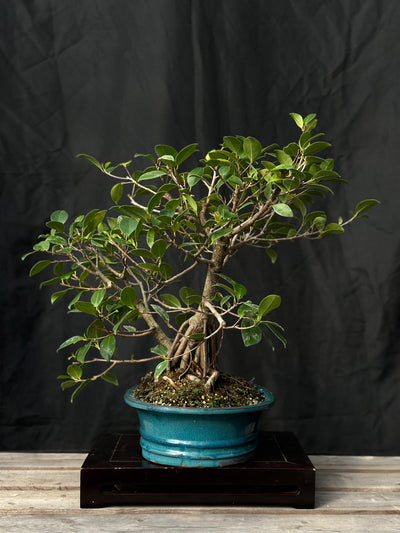 Tiger Bark Ficus - 02