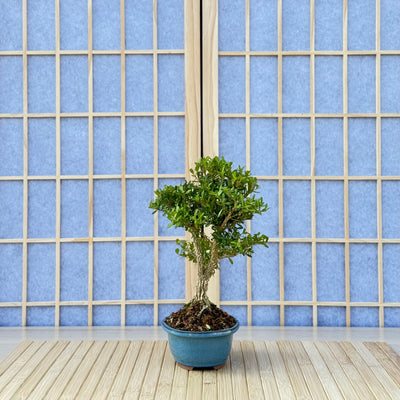 Harland Boxwood - 07