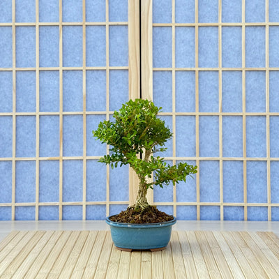 Harland Boxwood - 07