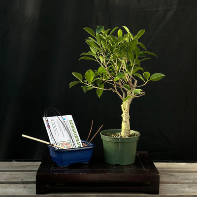 DIY Bonsai Kit - Tiger Bark Ficus