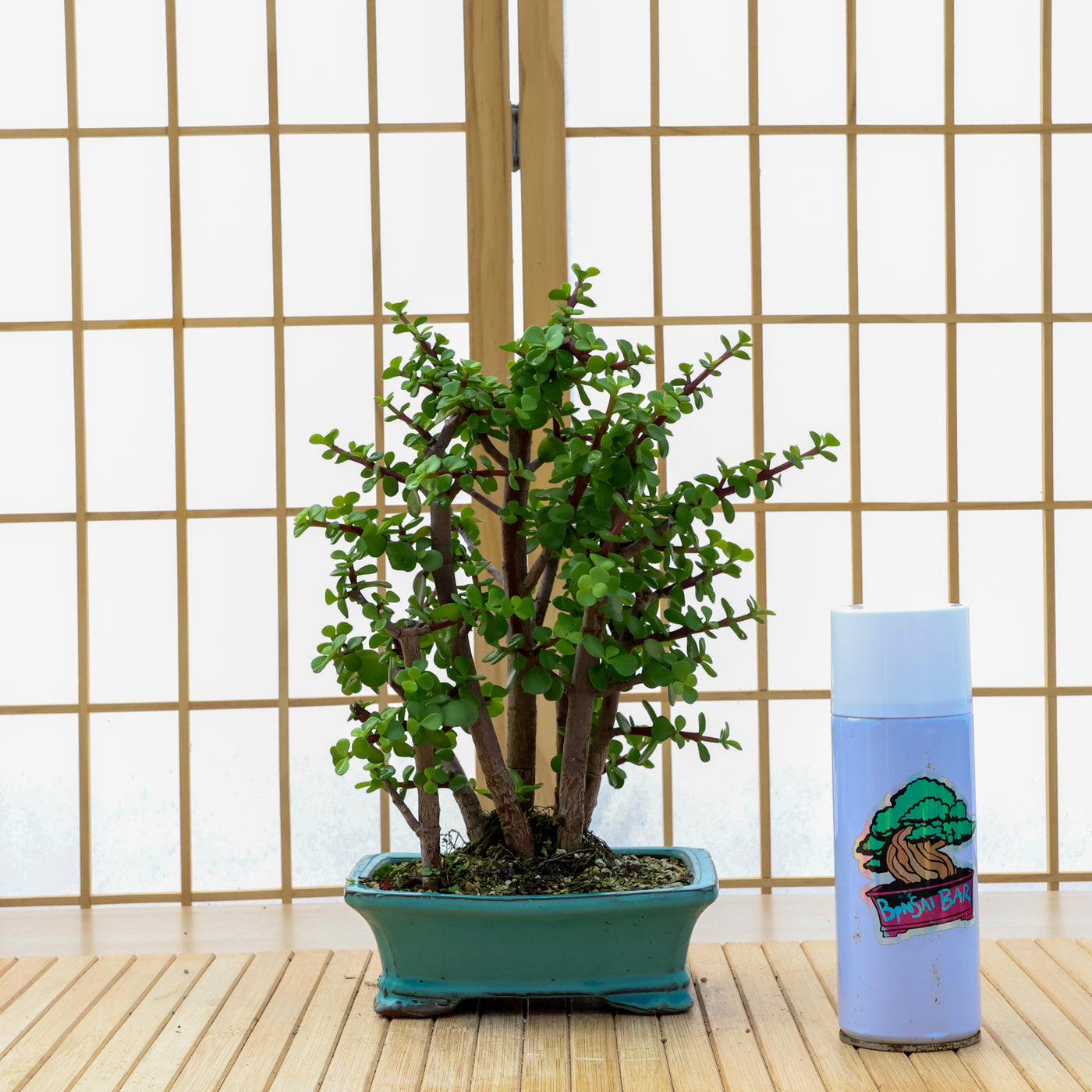 Dwarf Jade Forest - 02