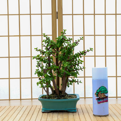 Dwarf Jade Forest - 02