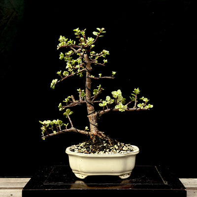 LIMITED EDITION DIY Bonsai Bar Kit - VARIEGATED Dwarf Jade