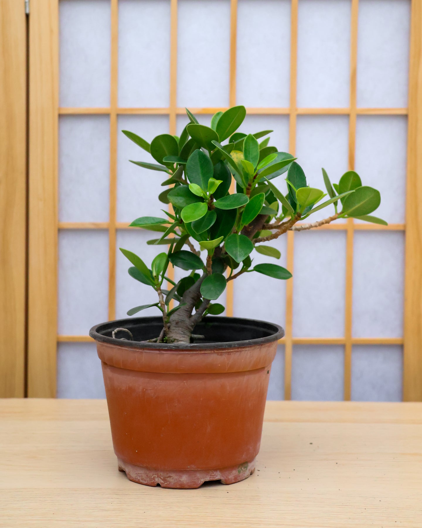green island ficus bonsai tree Homebrew Bonsai Kit: Green Island Ficus – Bonsai Bar