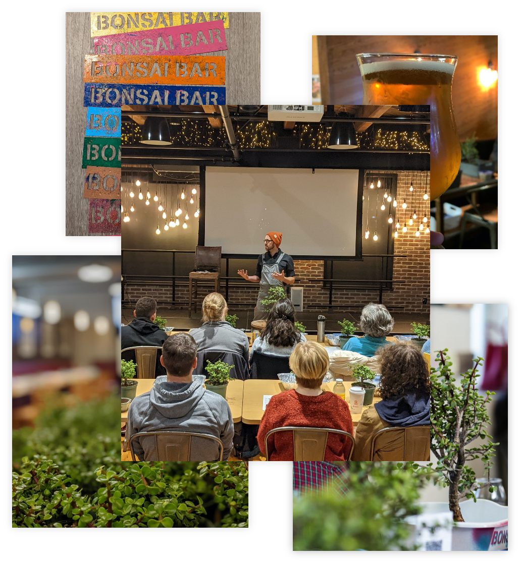 Bonsai Bars w/ Dwarf Umbrella Tree (Schefflera Arboricola)