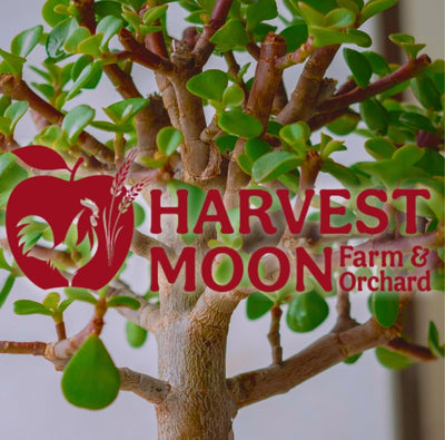 Harvest Moon Farm & Orchard