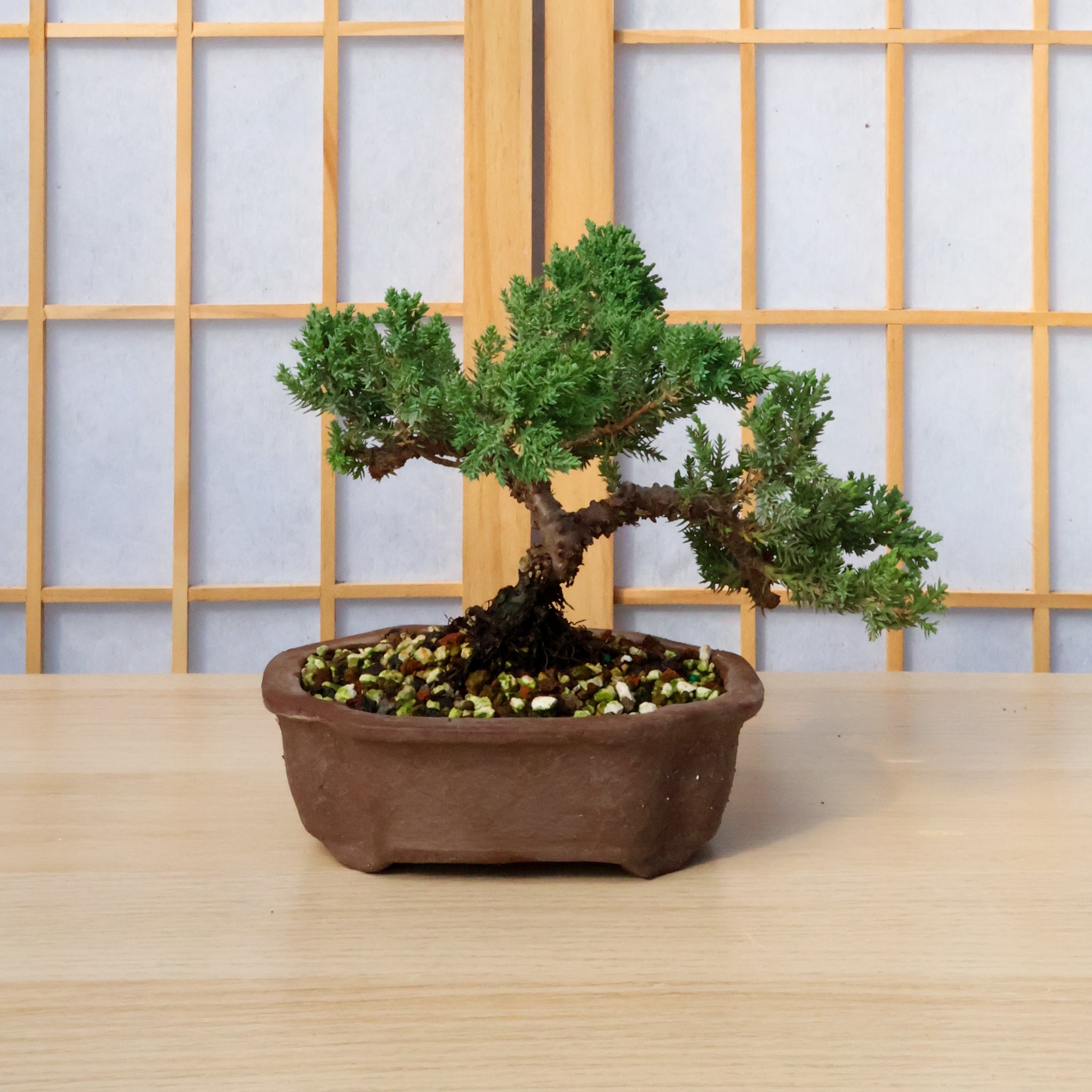 Conifer Homebrew Kit: Juniper P Nana – Bonsai Bar