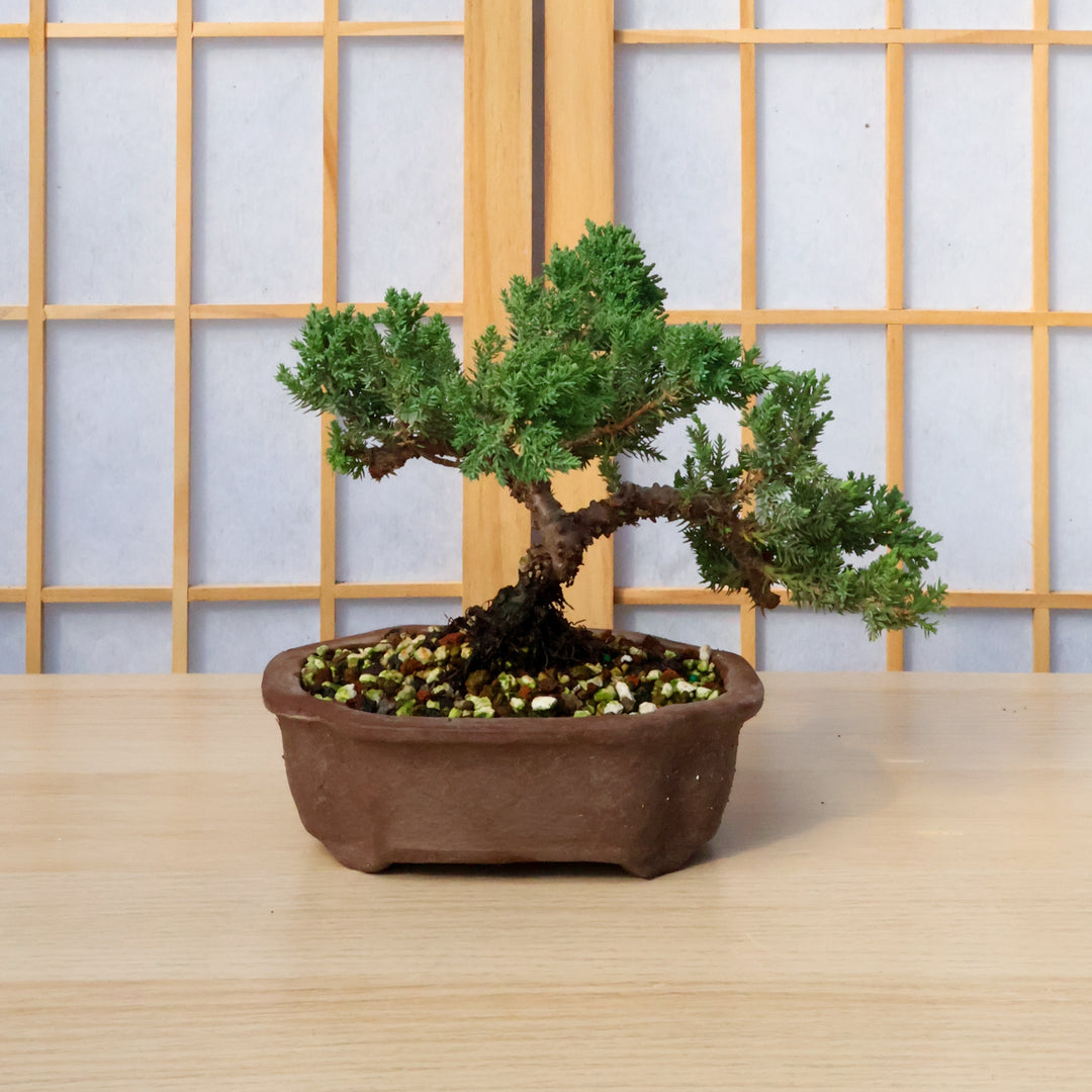 rock juniper bonsai tree indoor Conifer Homebrew Kit: Juniper P Nana – Bonsai Bar