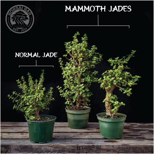 NEXT LEVEL: Mammoth Tree @ High Limb Cider – Bonsai Bar NEXT LEVEL: Mammoth Tree @ High Limb Cider – Bonsai Bar