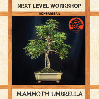 NEXT LEVEL: Mammoth Tree @ Burnett's Country Gardens