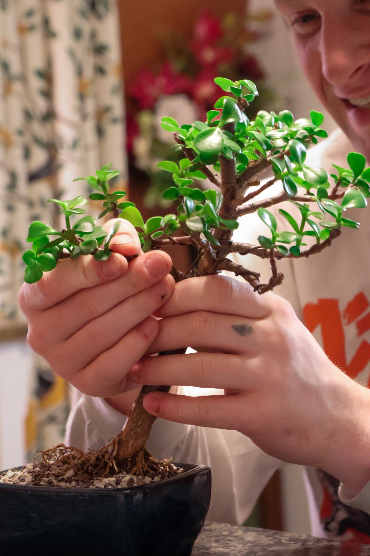 bonsai tree kits Homebrew DIY Kit