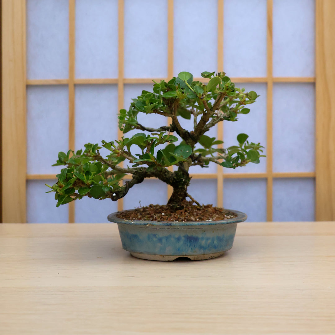 natal plum bonsai tree Homebrew Bonsai Kit: Natal Plum – Bonsai Bar