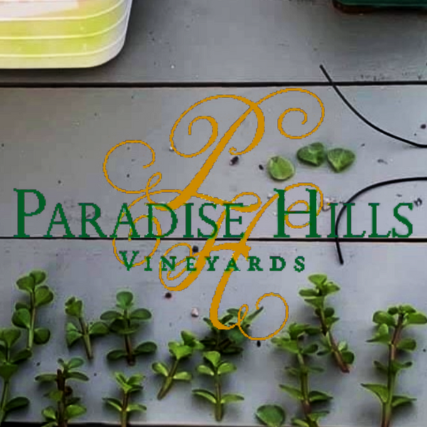 Connecticut Bonsai Bar