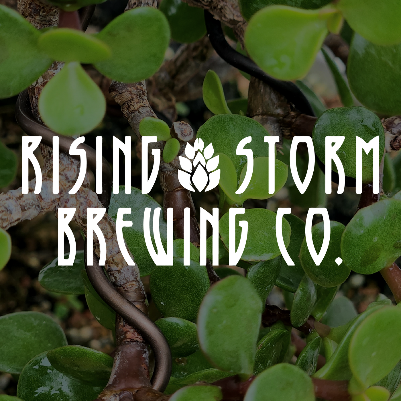 Rising Storm Brewing Company - The Mill