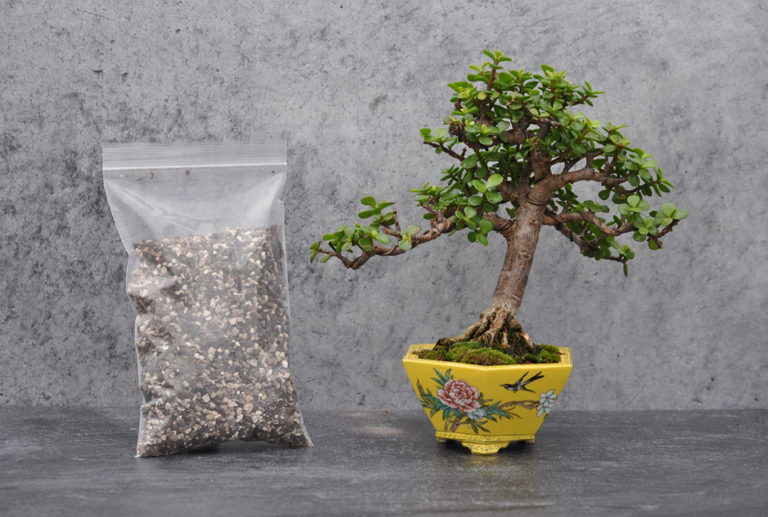 deciduous tree bonsai soil Bonsai Soil – Bonsai Bar