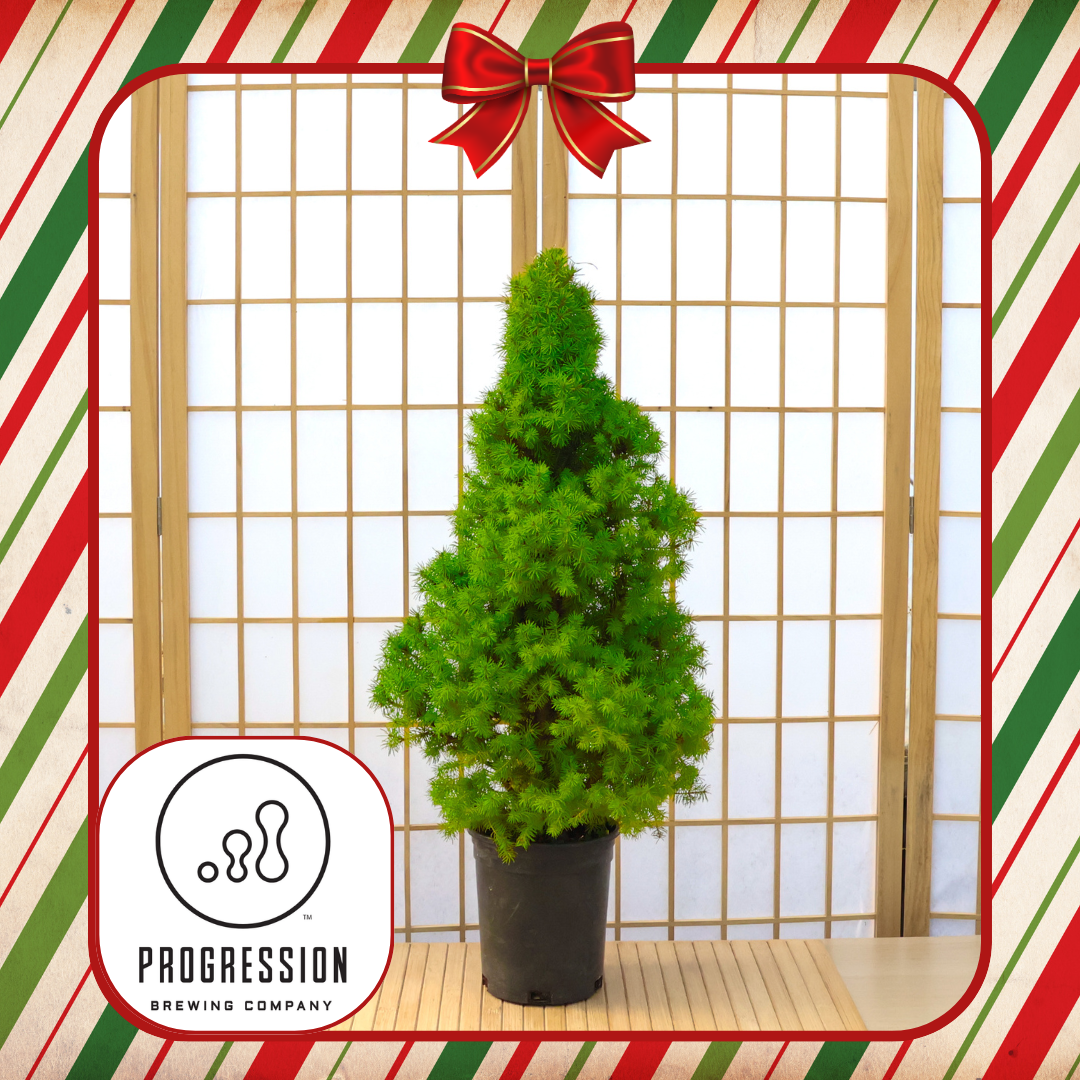 Progression Brewing: Holiday Workshop