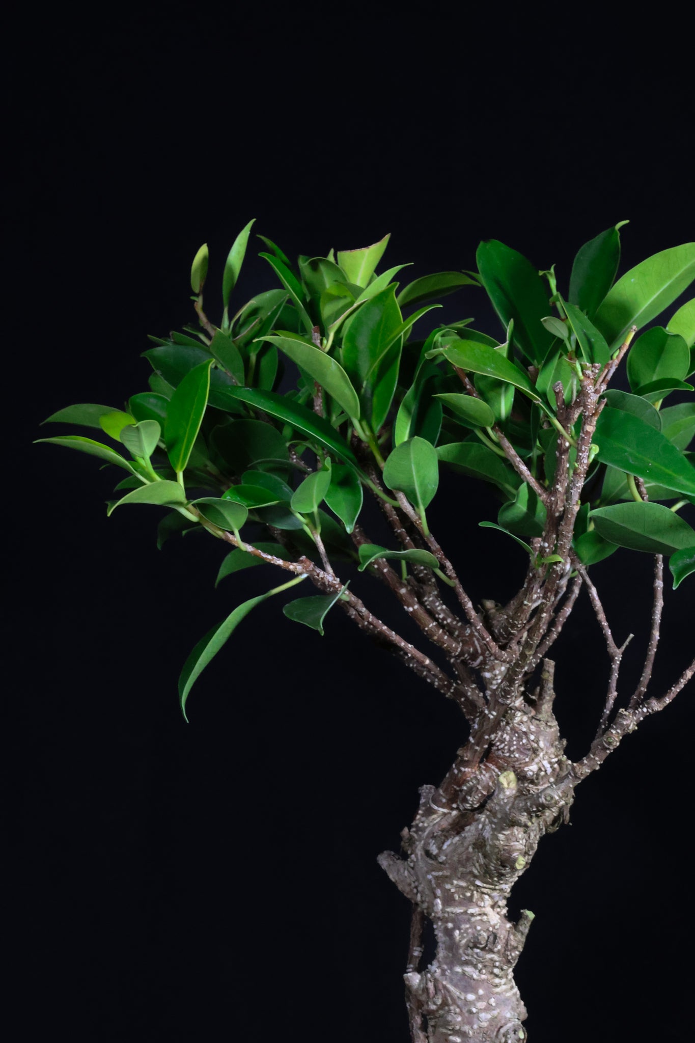 DIY Bonsai Kit - Tiger Bark Ficus