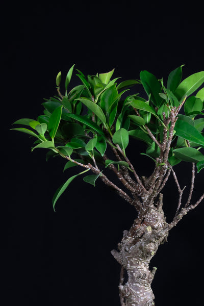 DIY Bonsai Kit - Tiger Bark Ficus