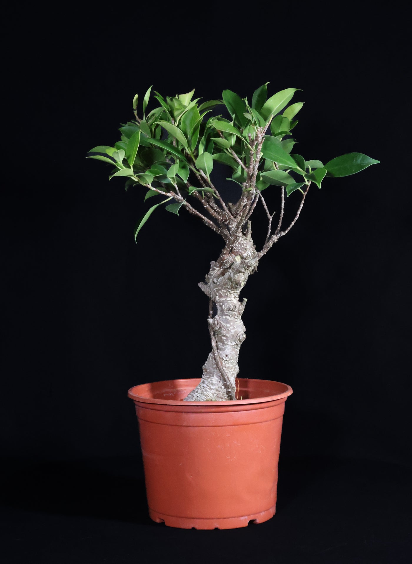 DIY Bonsai Kit - Tiger Bark Ficus