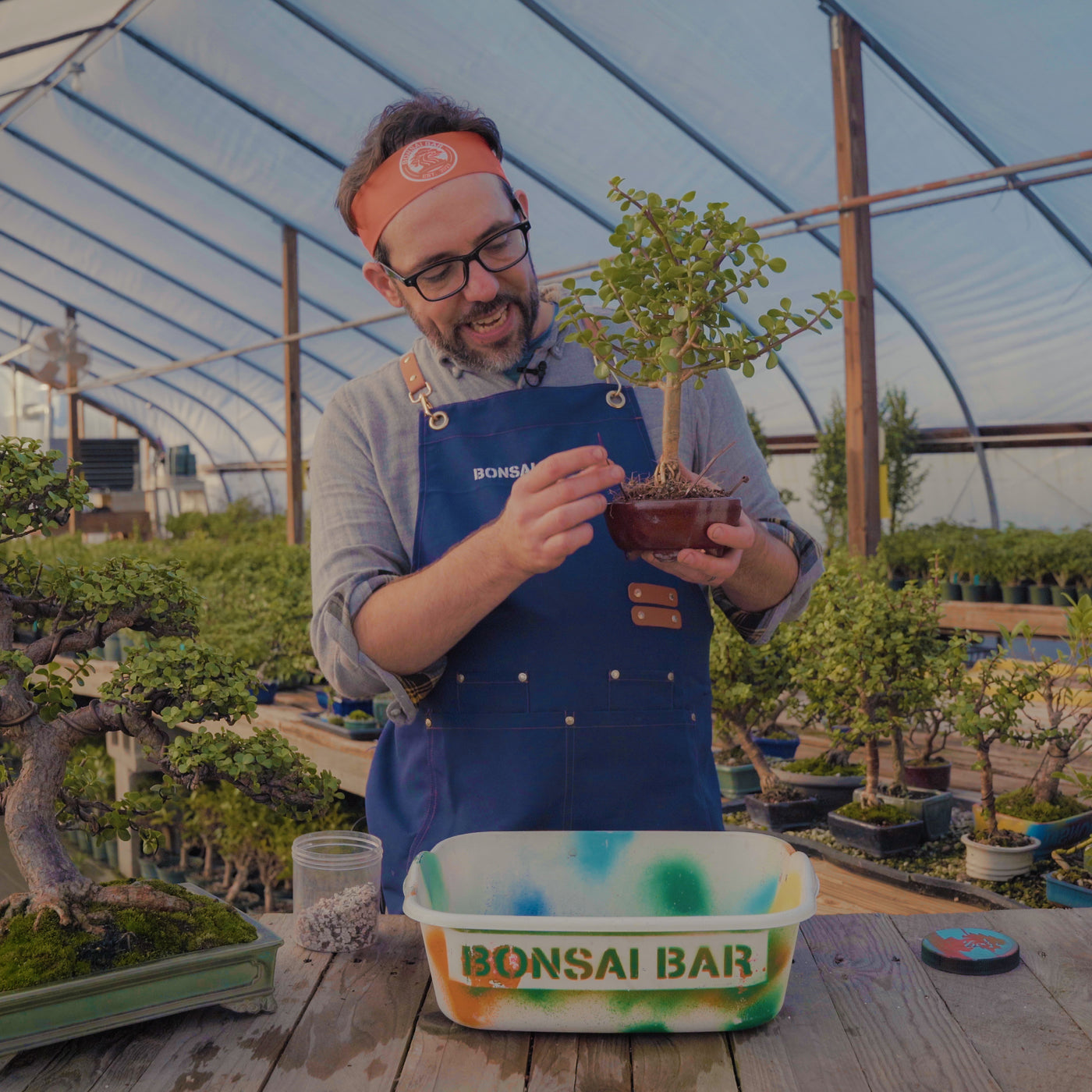 DIY Bonsai Bar Kit - Dwarf Umbrella