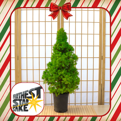 Farthest Star Sake: Holiday Workshop