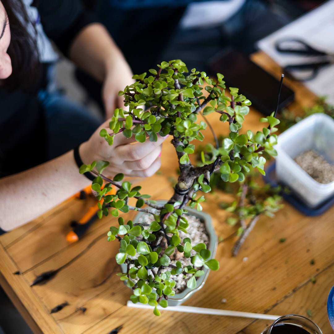 Jersey Cyclone Brewing Company – Bonsai Bar