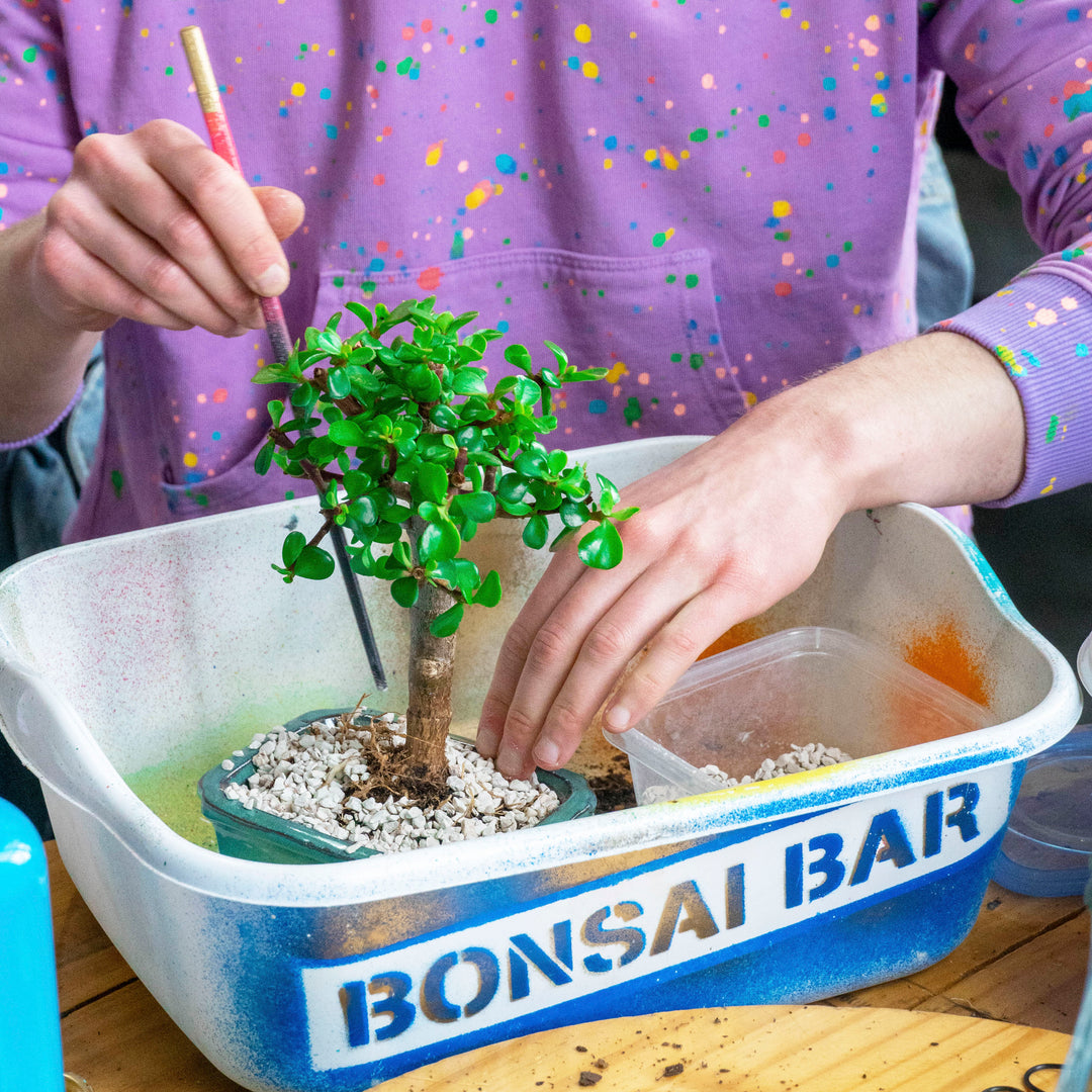 Czig Meister Brewing – Bonsai Bar