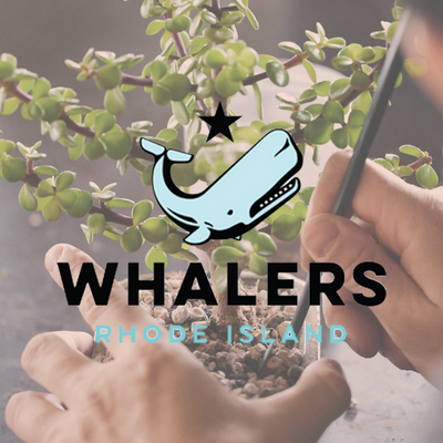 Whalers Brewing