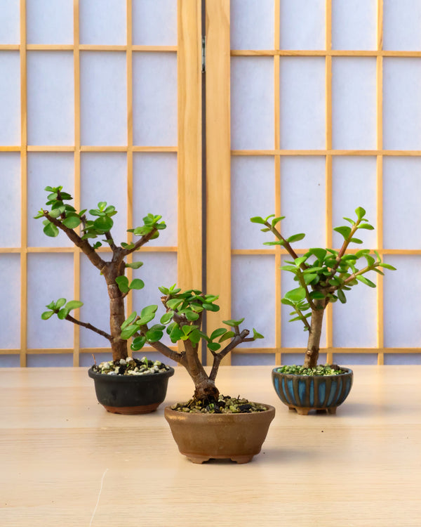 Dwarf Jade Mame in Willow Bonsai Pot