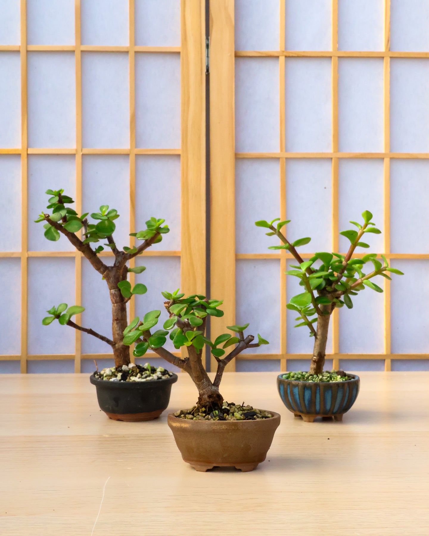 mame bonsai tree Dwarf Jade Mame in Willow Bonsai Pot