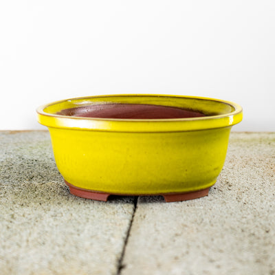 A willow bonsai ceramic pot in a "yellow" greenish glaze. 