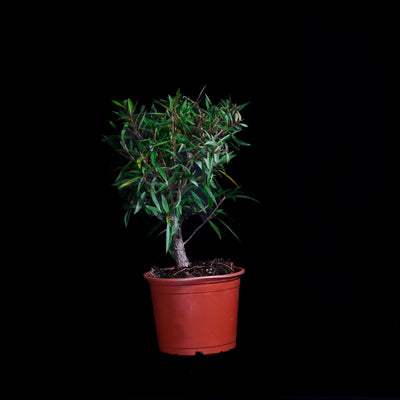 Limited Edition DIY Kit - Willow Leaf Ficus