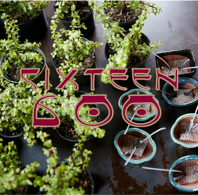 Winery Sixteen 600